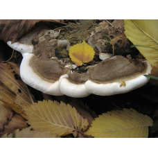 Мицелий Трутовика плоского / Полипорус дубравный (Ganoderma applanatum)
